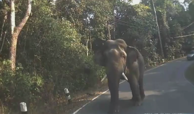 Yoyo the elephant (via Facebook).PNG