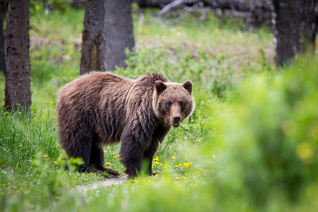 Grizzly bear