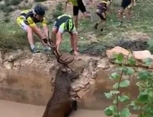 Deer.PNG