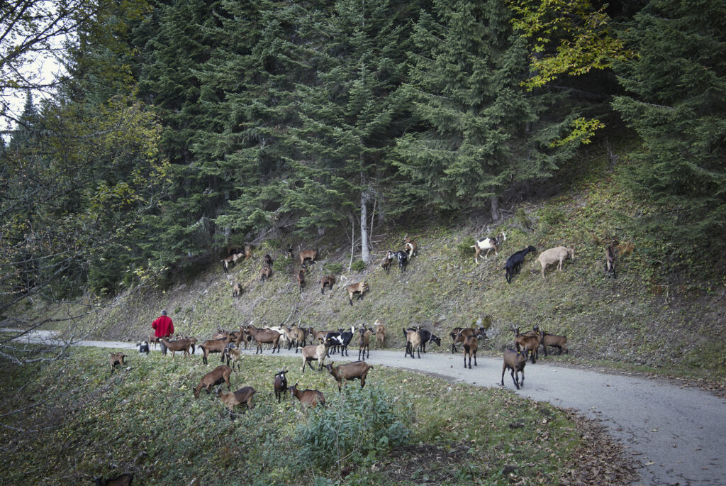 Great Cycling Climbs – Herd of goats on the road near Albertville copyright 2019 Peter Drinkell.jpg