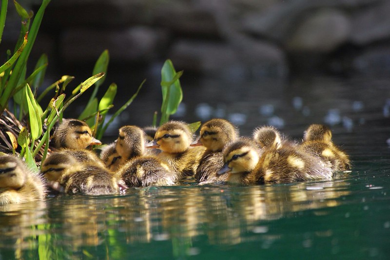 Ducklings