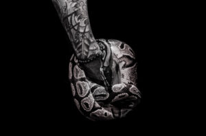 animal-animal-photography-arm-2005922