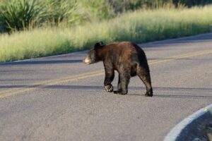 Black bear (CC licensed by janetandphil via Flickr)