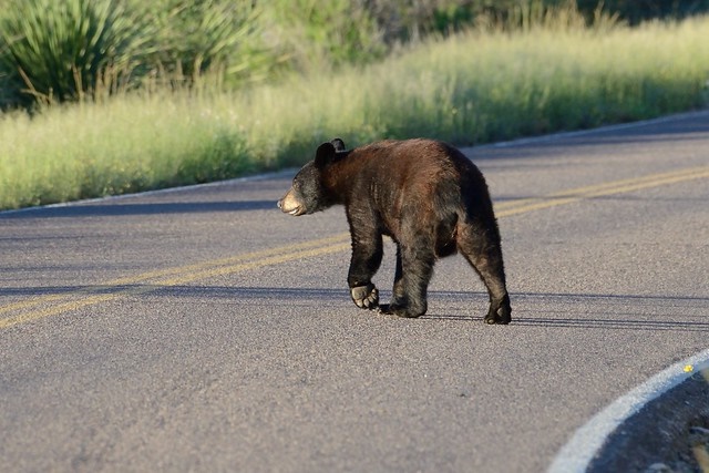 Black bear (CC licensed by janetandphil via Flickr)