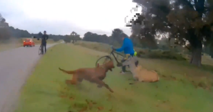 Richmond Park dog attack