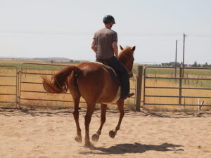 Horse rider