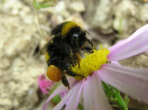 Bumblebee