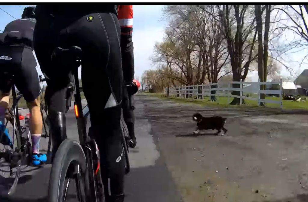 Dog runs into cyclists