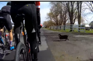 Dog runs into cyclists