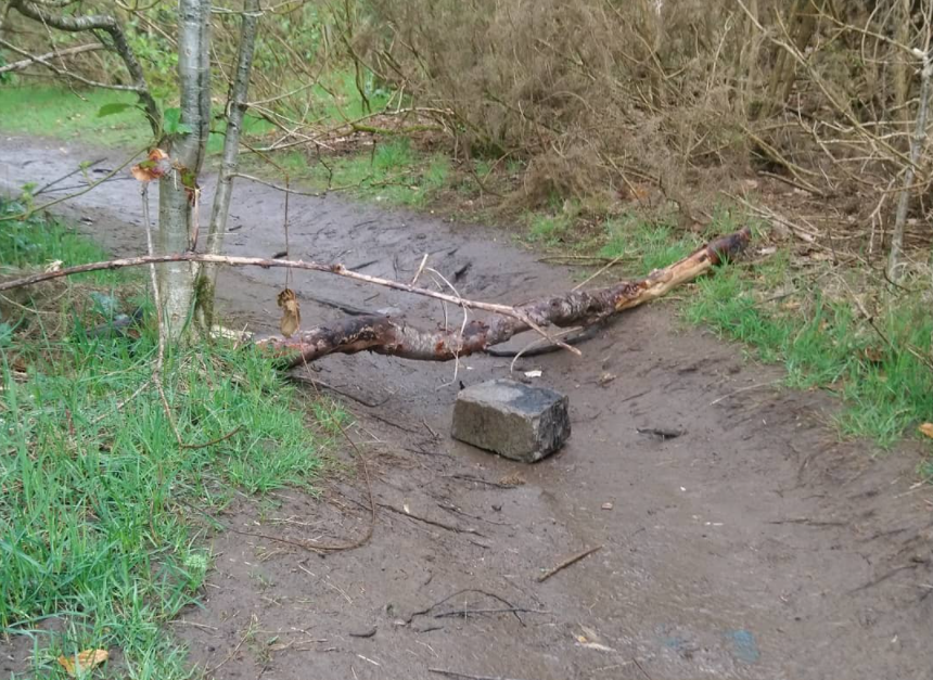 Linn Park trap (via Acorn Trails on Facebook).PNG