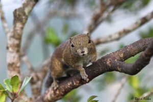 Squirrel