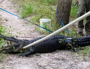 Alligator (picture via Martin County Sheriff’s Office on Facebook).PNG