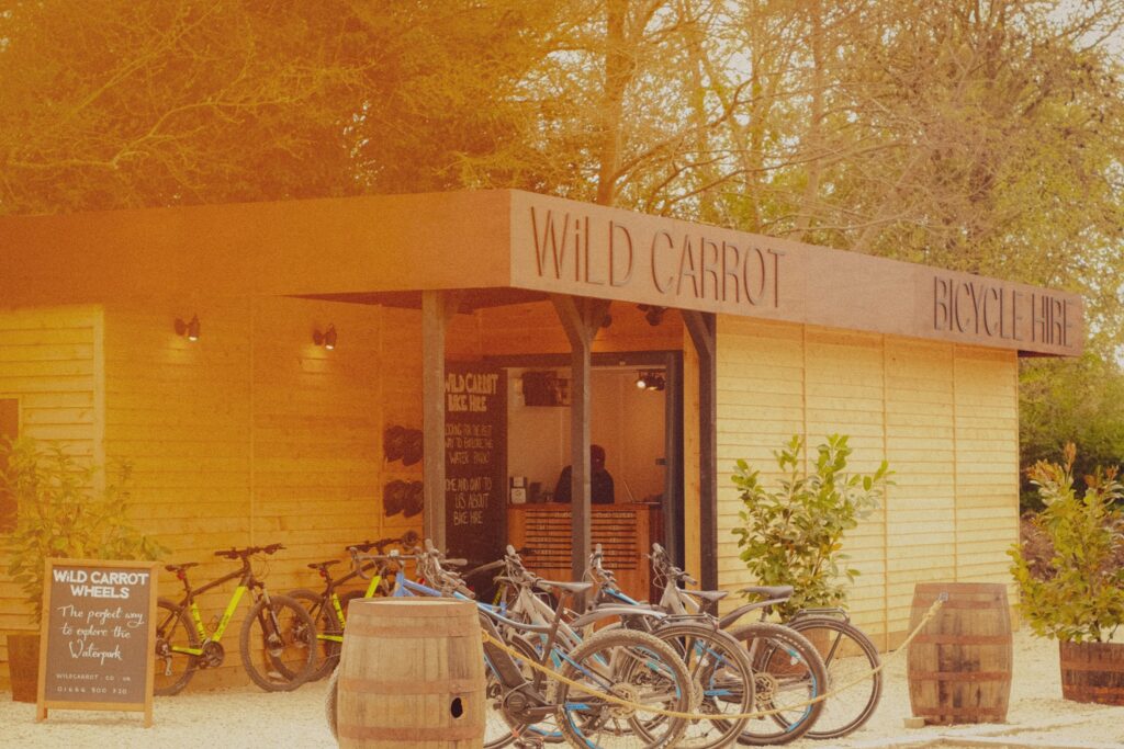 Wild Carrot