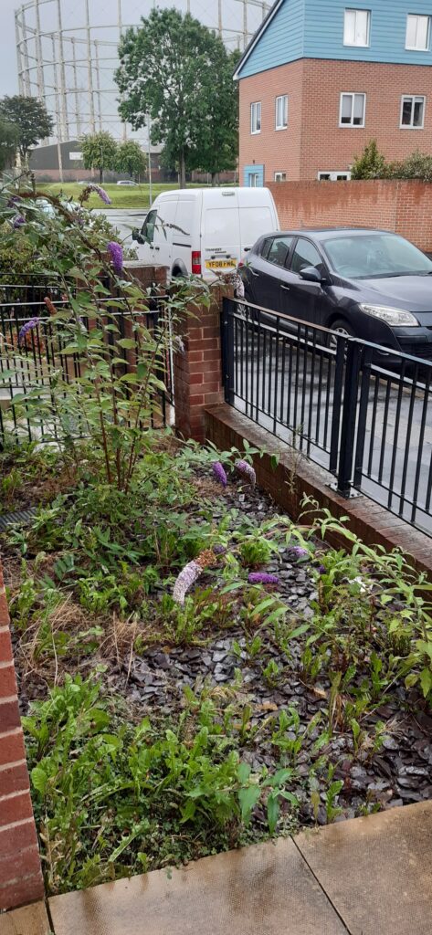 Manchester fiont garden 03 (picture courtesy Dr J Kasmire)