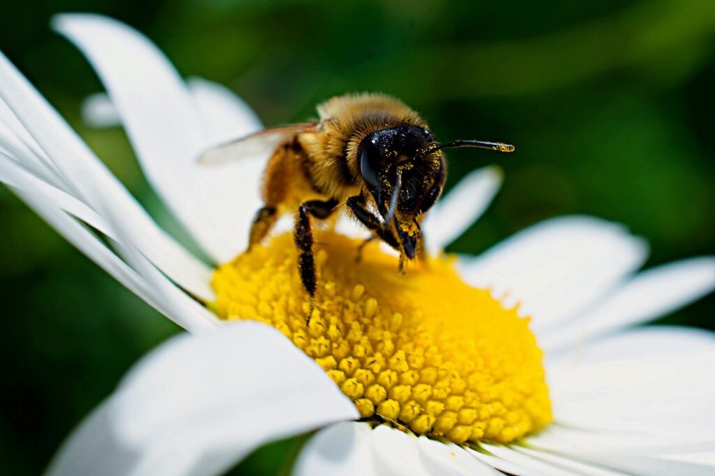 Bee stock photo