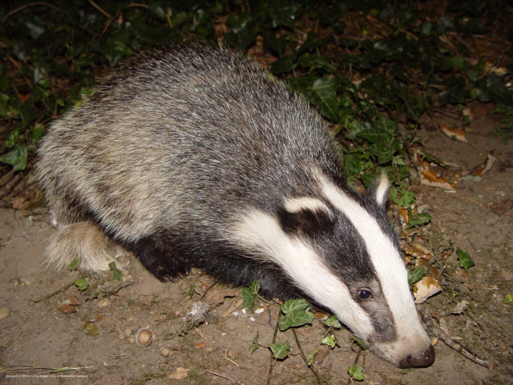 Badger – Licensed CC BY-SA 3.0 by Badger Hero on Wikimedia Commons