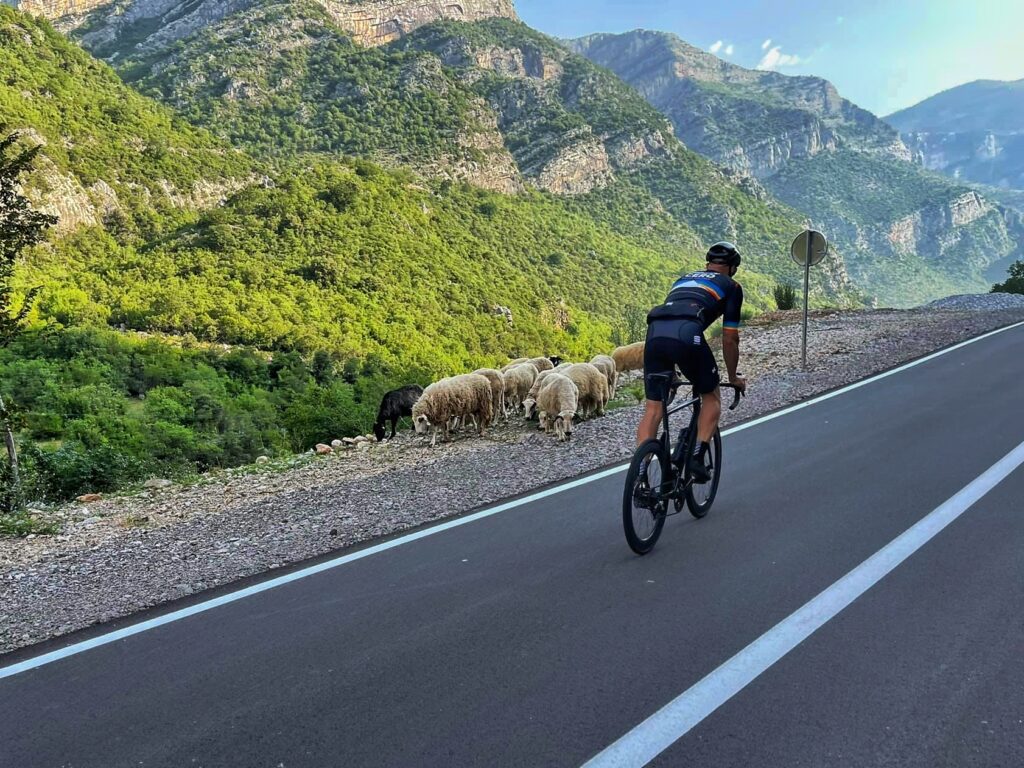 montenegro sheep
