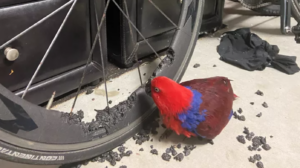 Gypsy the Parrot eating wheel