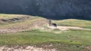 Bull charges riders at Rock Cobbler California