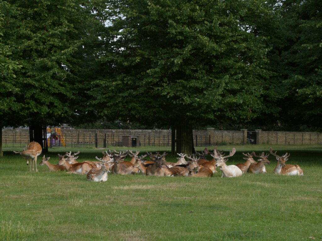 Deer in Bushy Park (copyright Simon MacMichael).JPG