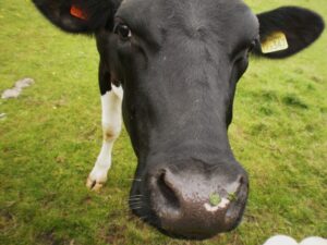 Cow – CC BY 2.0 licence by steve p2008 via Flickr