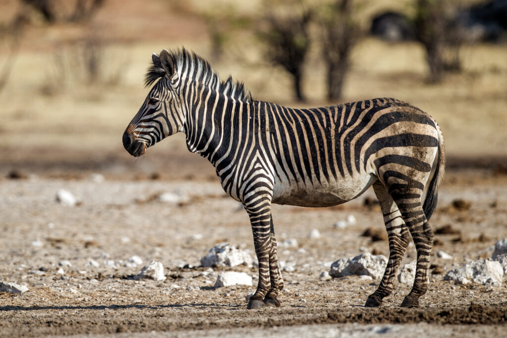 Zebra – Licensed CC BY-SA 4.0 by Yathin S Krishnappa