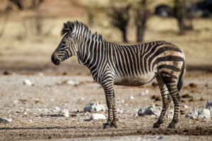Zebra – Licensed CC BY-SA 4.0 by Yathin S Krishnappa
