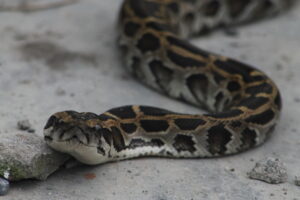Indian Rock python (Niraj mani chourasia,Wikimedia Commons)