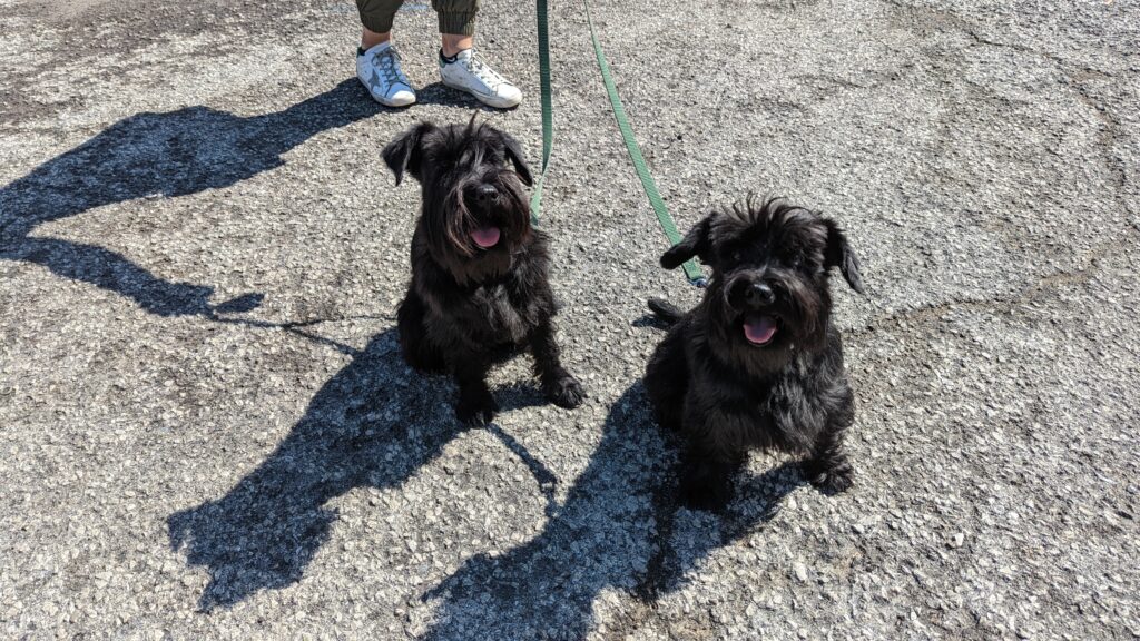 Schnauzers