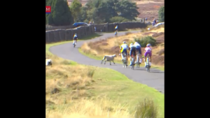 Tour of Britain sheep
