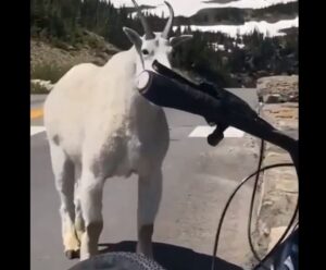 Cyclist and mountain goat