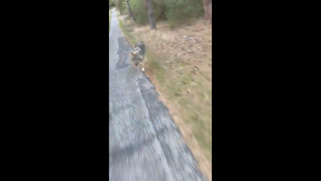 De Hoge Veluwe National Park wolf