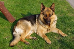 German Shepherd (wikimedia commons CC Att-SA 4.0 by Jakub Hałun)