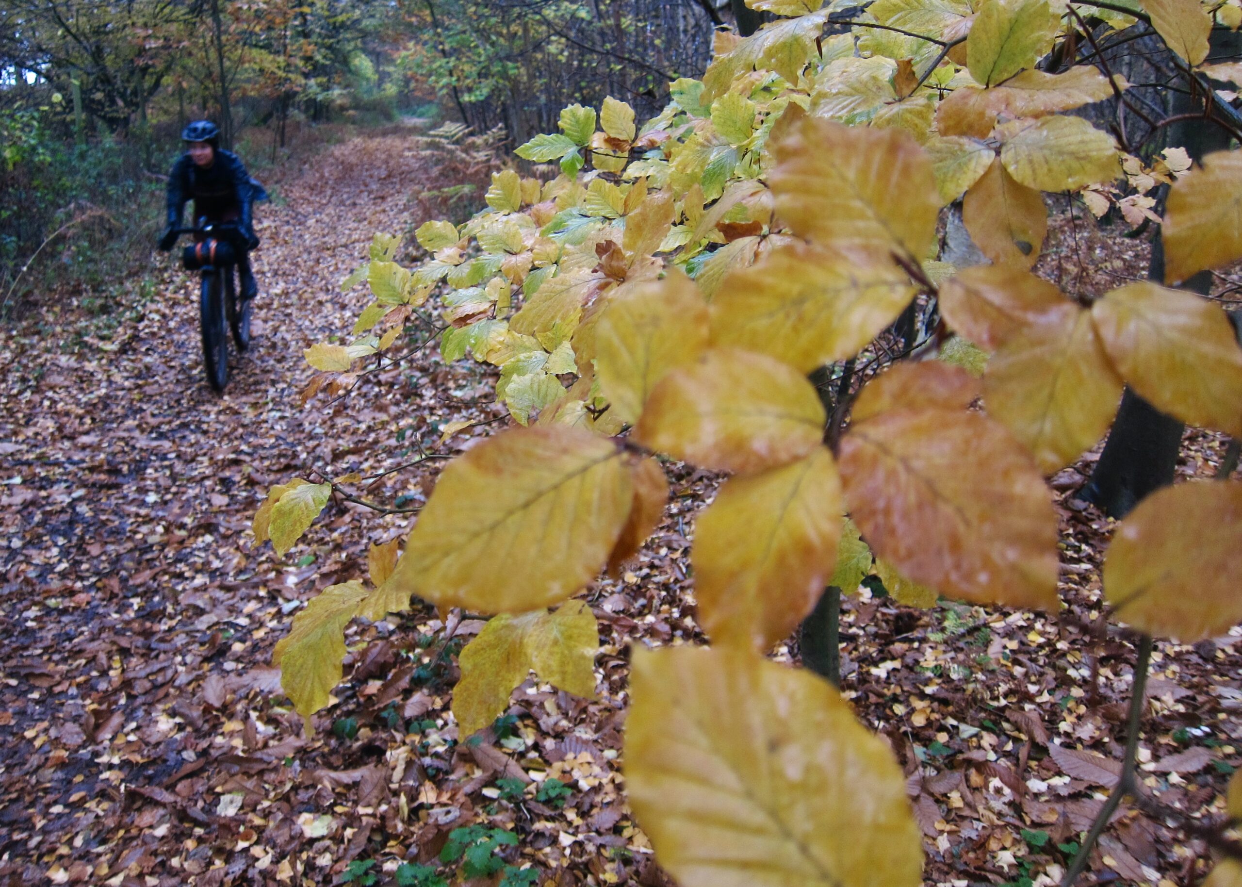 North Downs Way Riders&rsquo; Route &ndash; Autumn Leaves