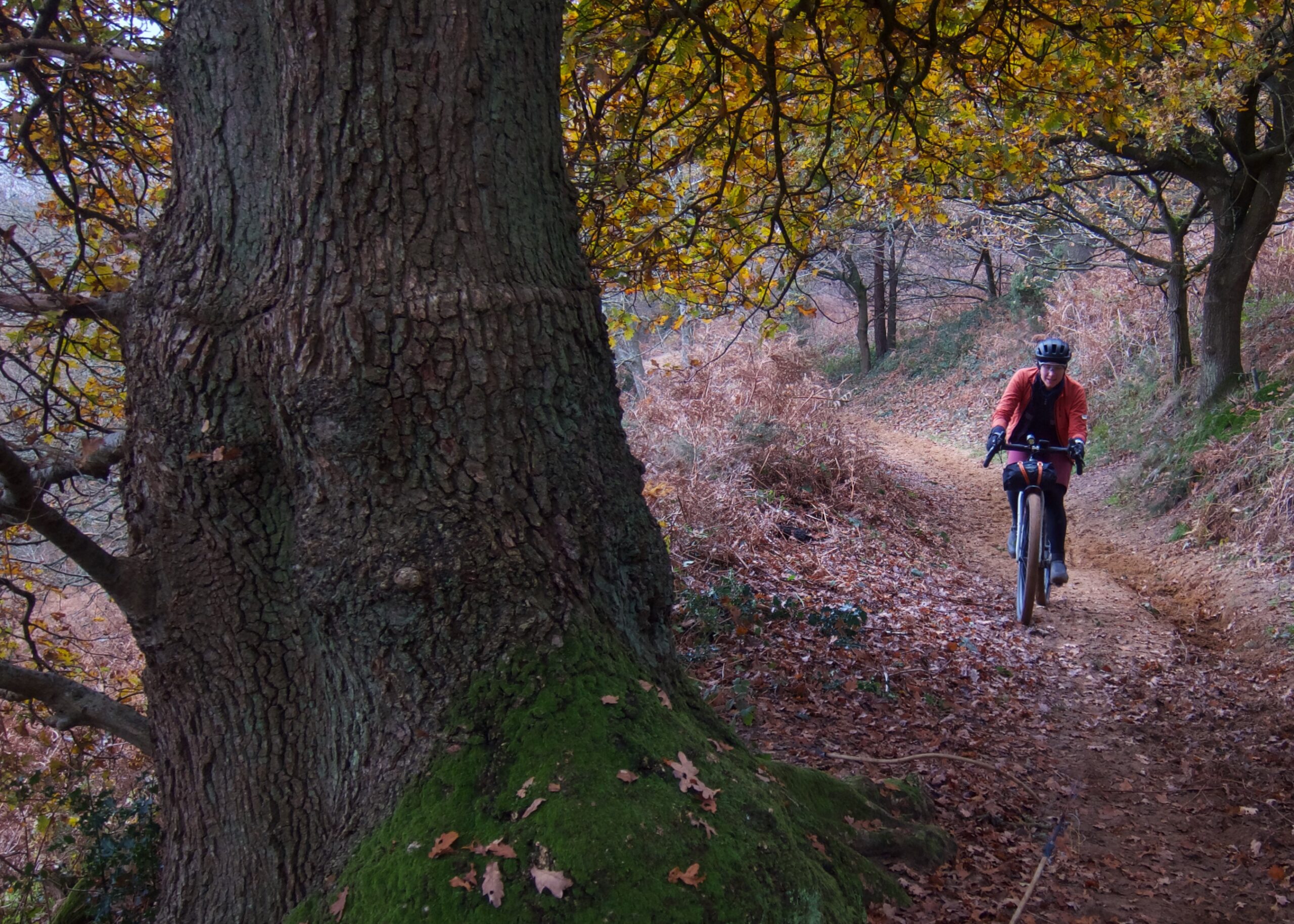 North Downs Way Riders&rsquo; Route &ndash; Big Tree Sandy Climb