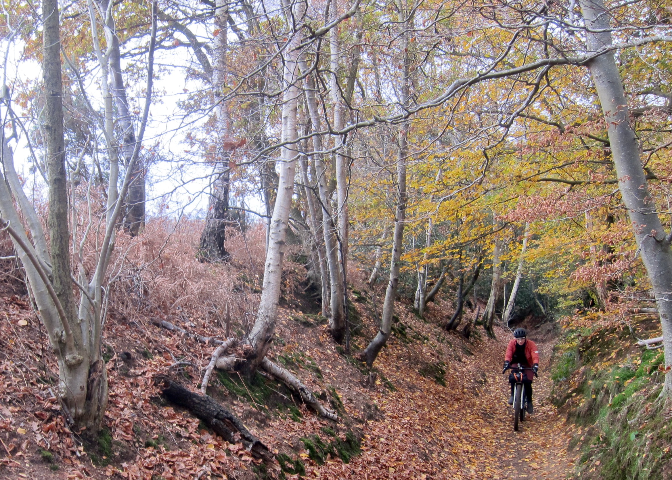 North Downs Way Riders&rsquo; Route &ndash; Leafy Holloway