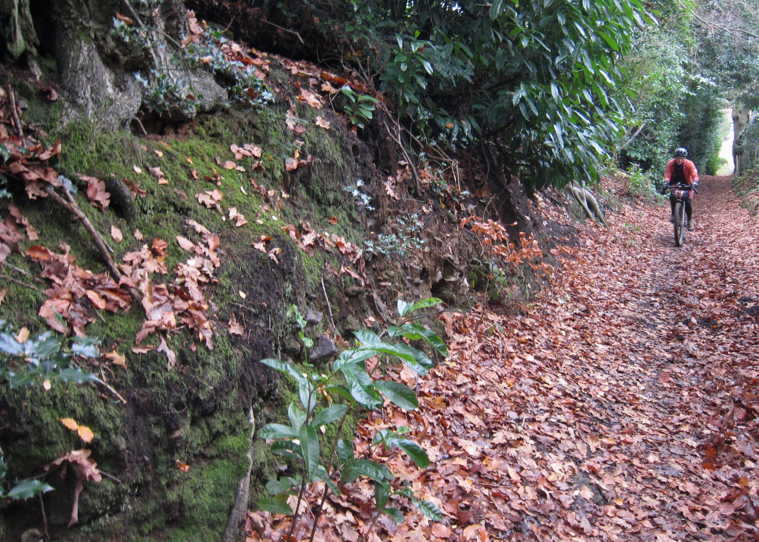 North Downs Way Riders&rsquo; Route &ndash; Rhododendron Path