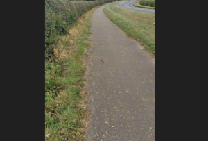 Hedge cuttings on Ryhall Road cycleway, Stamford