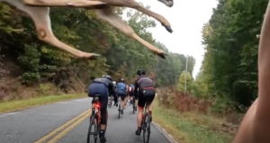 Deer jumps across the road during Gran Fondo Hincapie, South Carolina