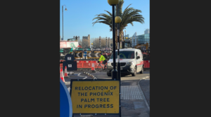 Palm tree on Lambeth Bridge, London, being removed as part of cycle lane plans