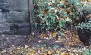 Rats spotted on Edinburgh cycle path (Ragged Trousered Philanderer, Twitter/X)