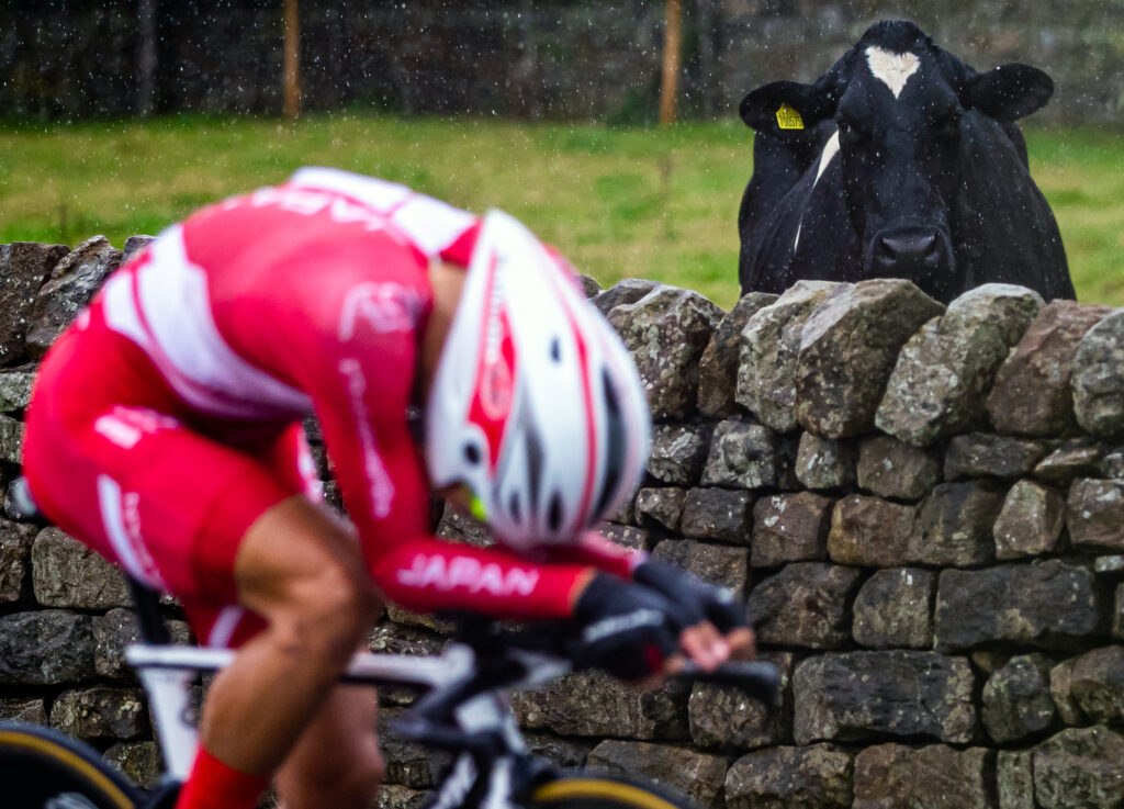 A cow watches on as Japanese rider races the U23 men’s time trial, 2019 world road championships, Harrogate (Alex Whitehead/SWpix.com)