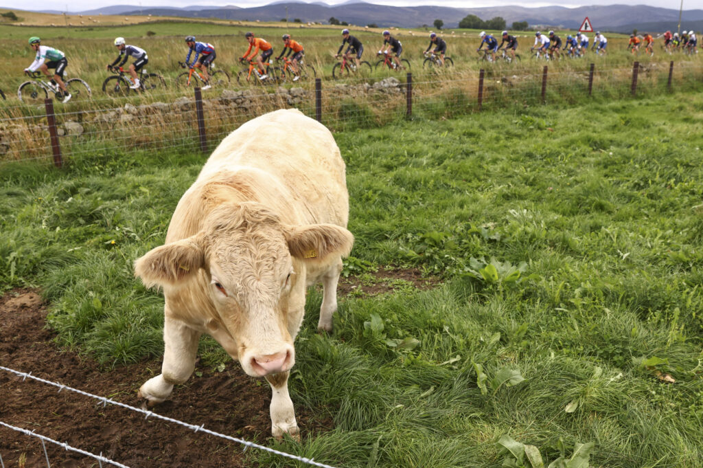 Highland cow watches the 2021 Tour of Britain, stage eight, to Aberdeen (SWpix.com)