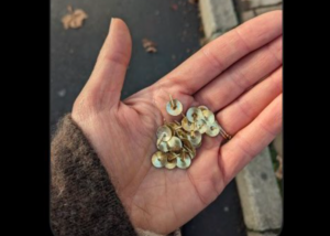 Cycleway 4 drawing pins