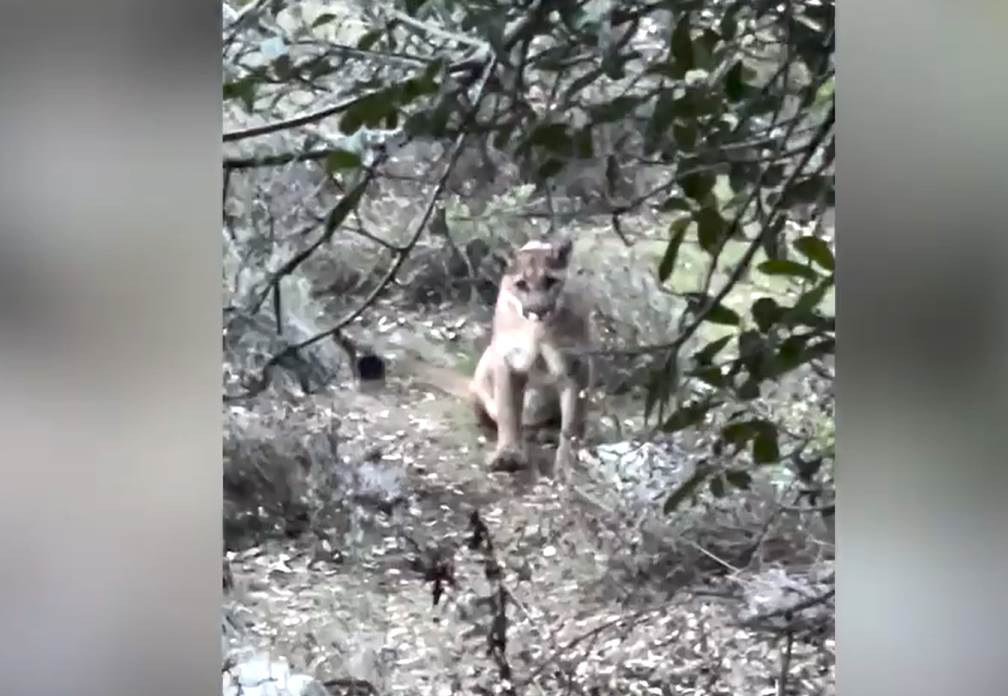 Californian cyclist has stand off with mountain lion (credit &ndash; Rex Hatter)