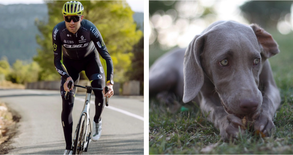 Frederik Frison injured after dog bite