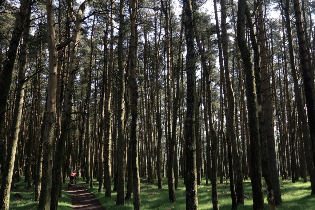 Tor Divide &ndash; Trees.JPG