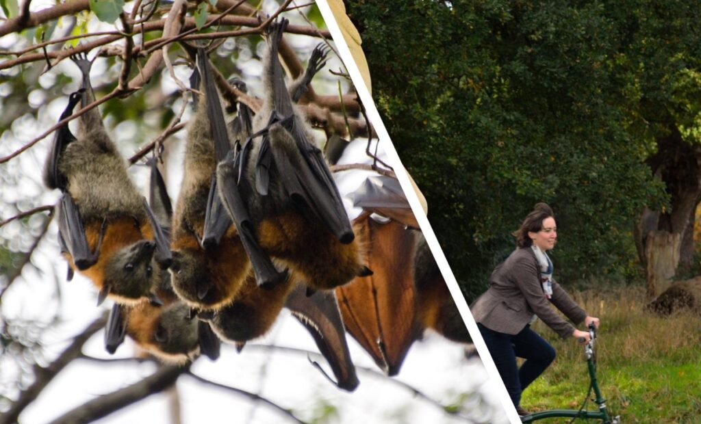 Bat colony (Paislie Hadley, Creative Commons Licence) and Festival Way, Bristol
