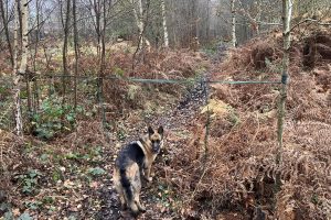 Dog walker finds latest wire trap targeting cyclists