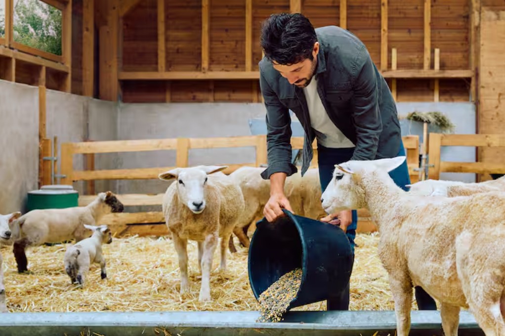 Thibaut Pinot's farm 2